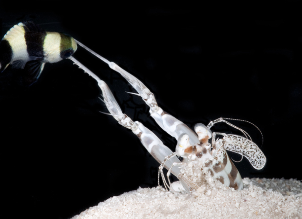 Ocean's Colorless Superhero: The "Spearer" mantis shrimp