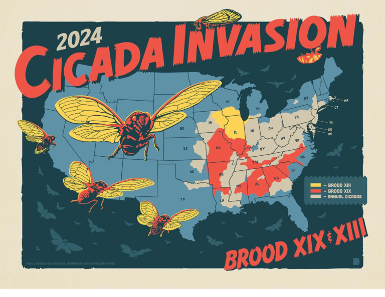 Cicadapocalypse 2024