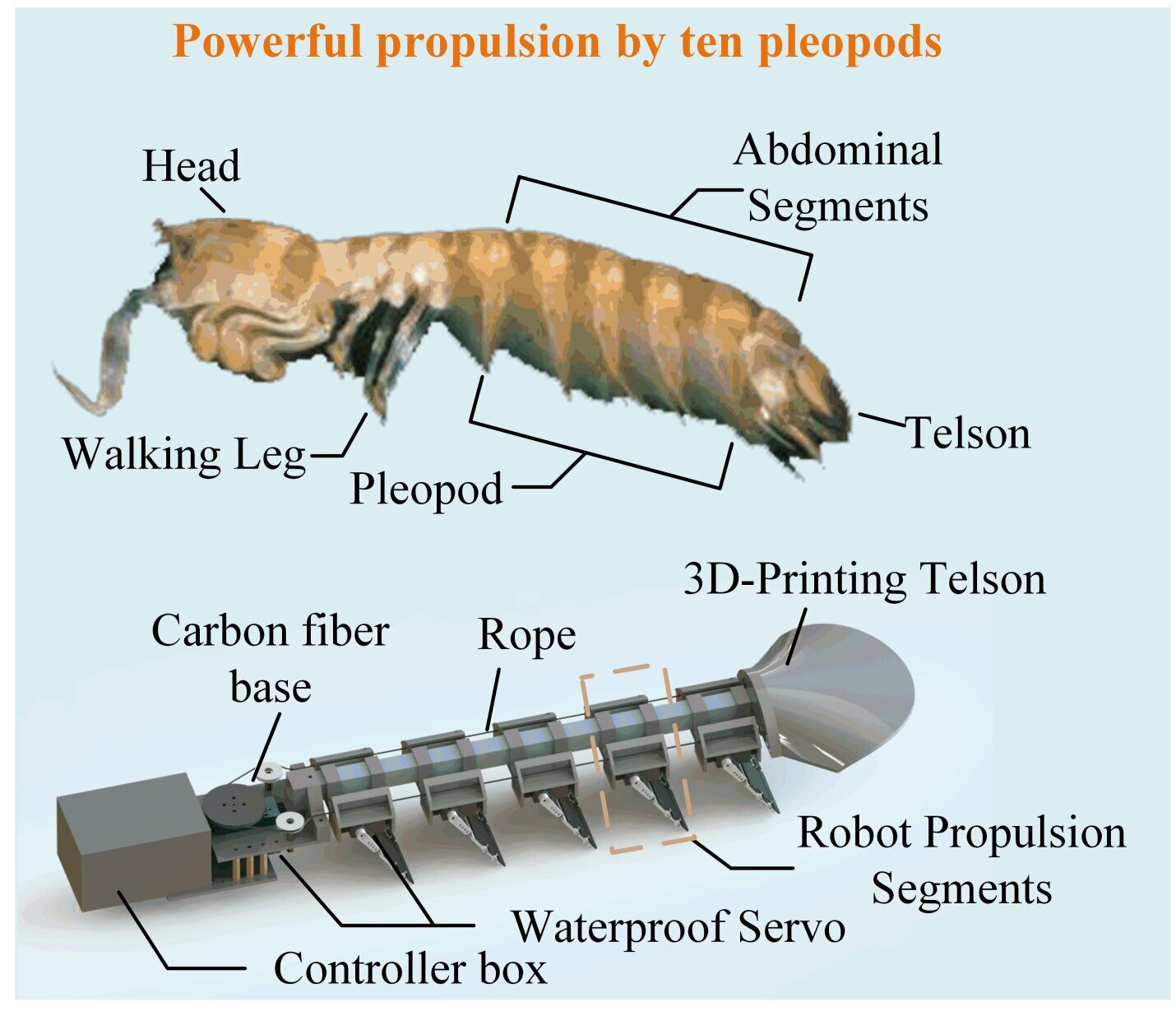 Tech inspired by the Mantis shrimp's anatomy and its strong punches.