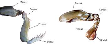 The Ocean's colorful superhero's weapon of choice: "Spearers" vs "Smashers"