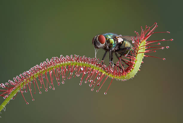 The Sundew's quick digestion