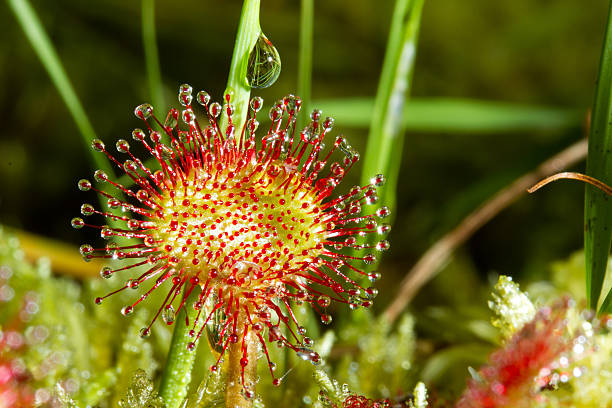 Sundew: sticky predators of the plant world